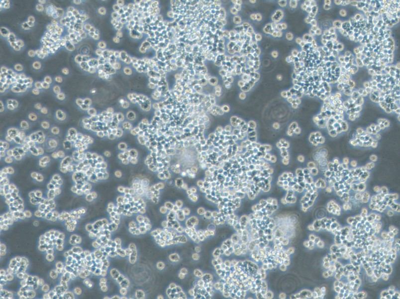 GH3 Cell Complete MediumGH3 Cell Complete Medium - 3