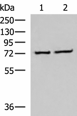 Western blot analysis of K562 and Jurkat cell lysates  using CSTF3 Polyclonal Antibody at dilution of 1:650