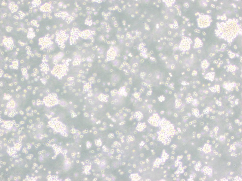 Reh Cell Complete Medium - 2