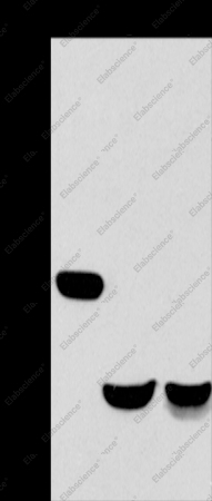 CABLES1 Polyclonal Antibody - 1