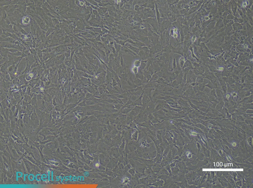 Mouse Retinal Muller Cell Complete Medium - 3