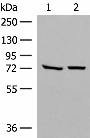 Western blot analysis of HepG2 and A172 cell lysates  using POMGNT1 Polyclonal Antibody at dilution of 1:250