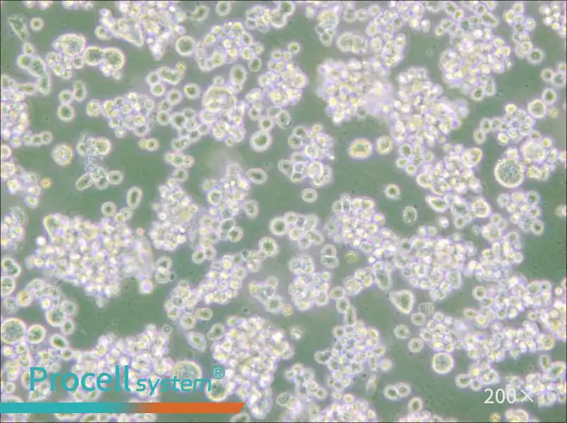 EB-3 Cell Complete Medium - 5