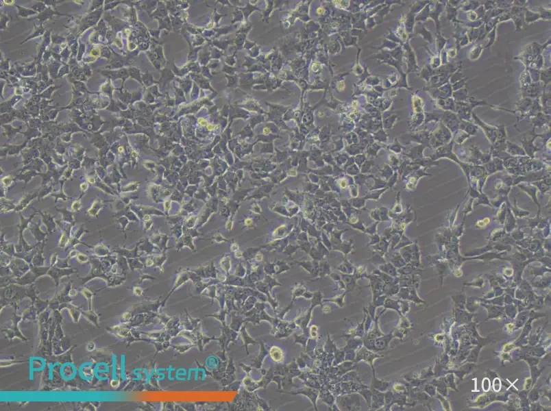 HePa1-6-LUC Cell Complete MediumHePa1-6-LUC Cell Complete Medium - 3