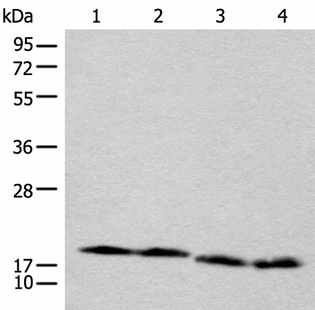 Western blot analysis of TM4 Jurkat NIH/3T3 and RAW264.7 cell lysates  using CETN3 Polyclonal Antibody at dilution of 1:600