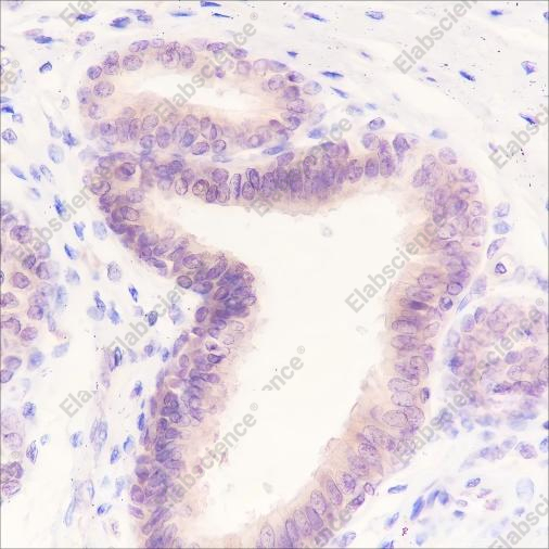 Recombinant AKT1 Monoclonal Antibody - 2