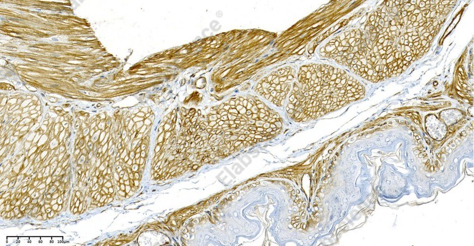 Recombinant Integrin β1 Monoclonal Antibody - 2