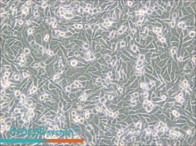 PaTu 8988t Cell Complete Medium - small - 4