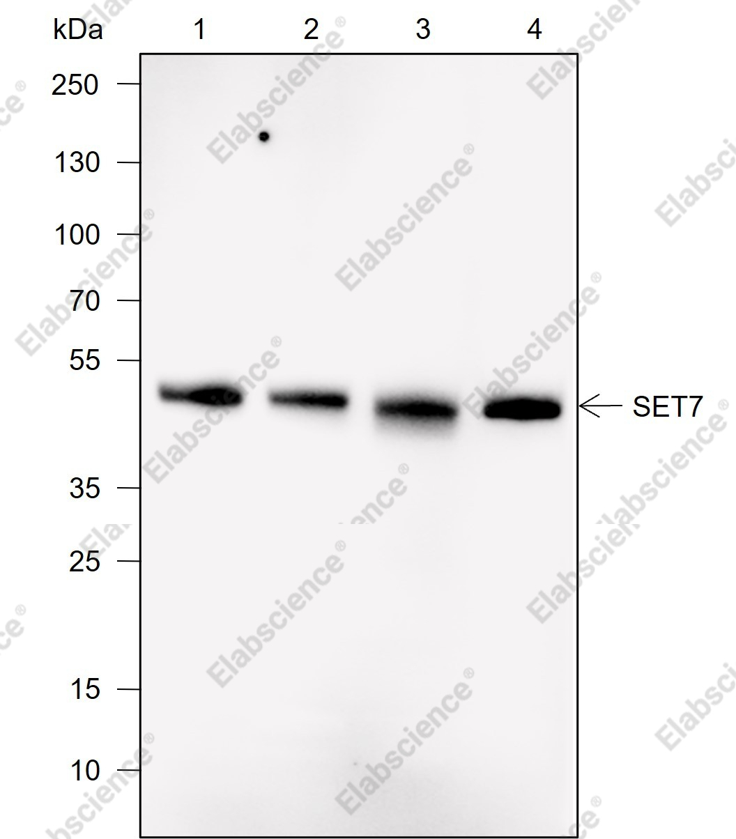 Recombinant SET7 Monoclonal Antibody - 1