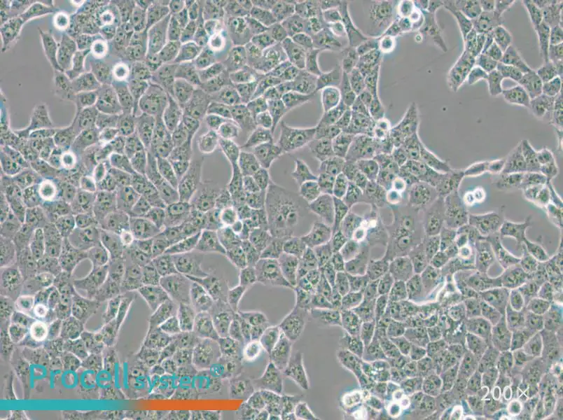 CAL 27 Cell Complete Medium - small - 5