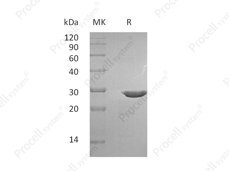 pro-BDNF/BDNF, Human, Recombinant