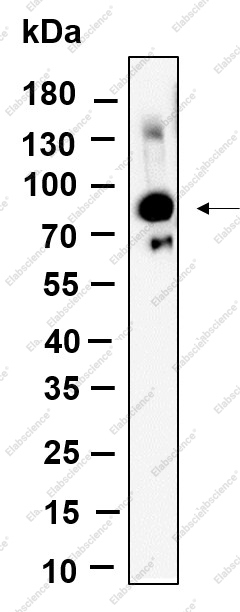 Recombinant Glyt2 Monoclonal Antibody - 1