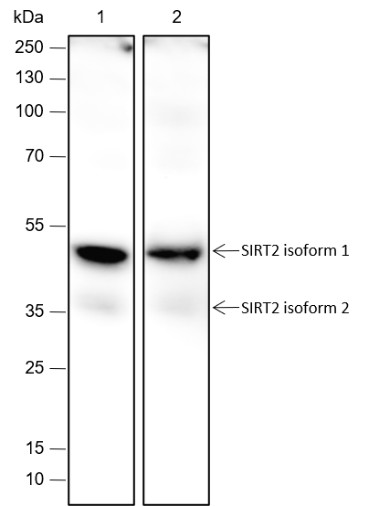 Recombinant SIRT2 Monoclonal Antibody-searchlist-1