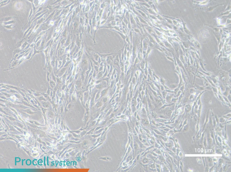 MS1 Cell Complete Medium - 1