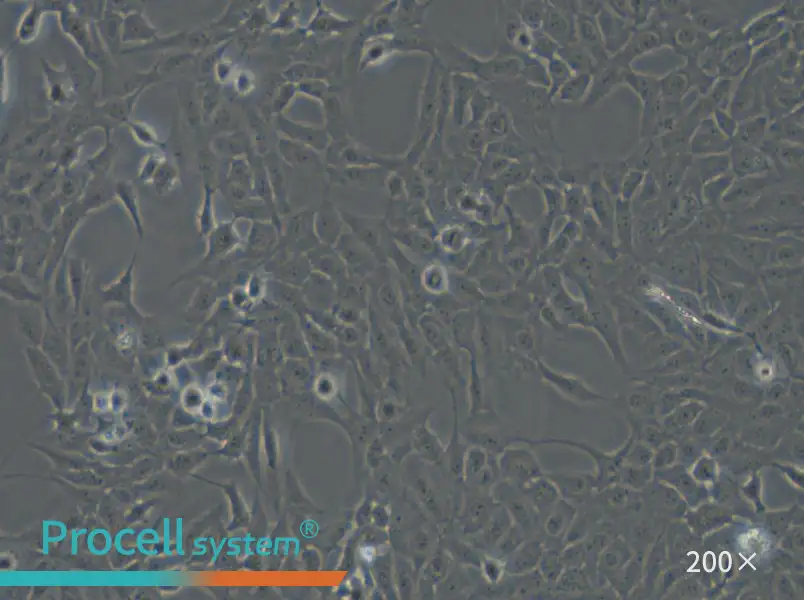 F81 Cell Complete Medium - 5