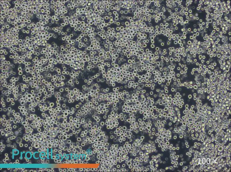 W6/32 Cell Complete MediumW6/32 Cell Complete Medium - 2