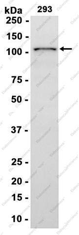Recombinant KSR1 Monoclonal Antibody - 1