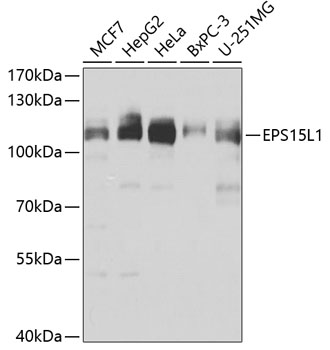 Western blot analysis of extracts of various cell lines using EPS15L1 Polyclonal Antibody at dilution of 1:1000.