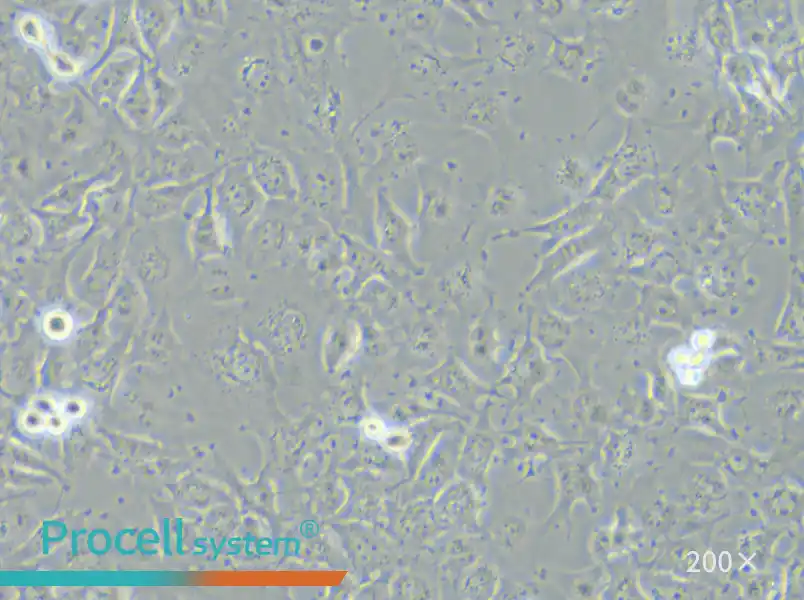 C918 Cell Complete Medium - 4