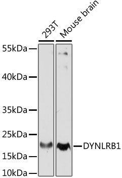 Western blot analysis of extracts of various cell lines using DYNLRB1 Polyclonal Antibody at dilution of 1:1000.