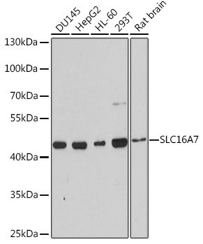 Western blot analysis of extracts of various cell lines using SLC16A7 Polyclonal Antibody at 1:3000 dilution.