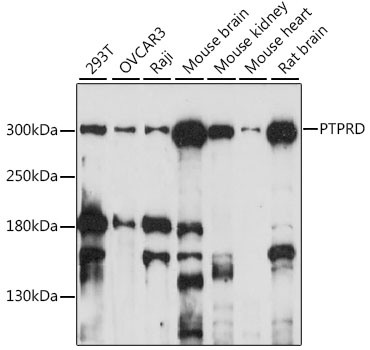 Western blot analysis of extracts of various cell lines using PTPRD Polyclonal Antibody at 1:1000 dilution.