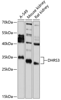 Western blot analysis of extracts of various cell lines using DHRS3 Polyclonal Antibody at 1:2000 dilution.