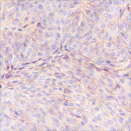 Recombinant CD59 Monoclonal Antibody - 3