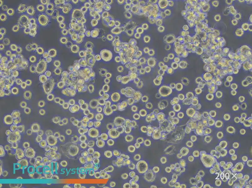 NR8383 Cell Complete Medium - small - 4