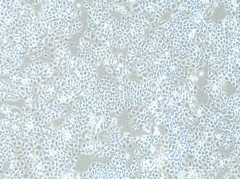 KYSE-180 Cell Complete MediumKYSE-180 Cell Complete Medium - 3