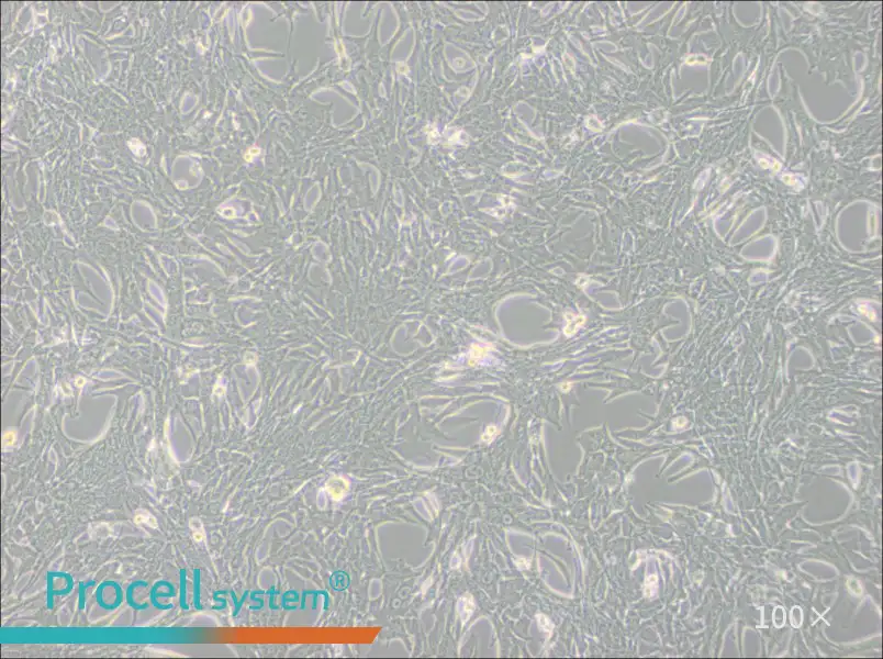 Panc02 Cell Complete Medium - 3