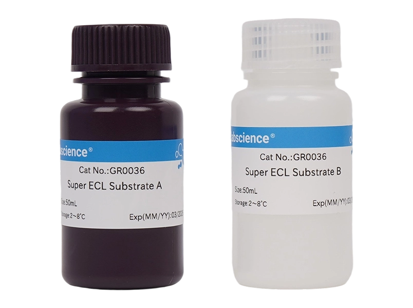 Super Excellent Chemiluminescent Substrate (ECL)Detection Kit