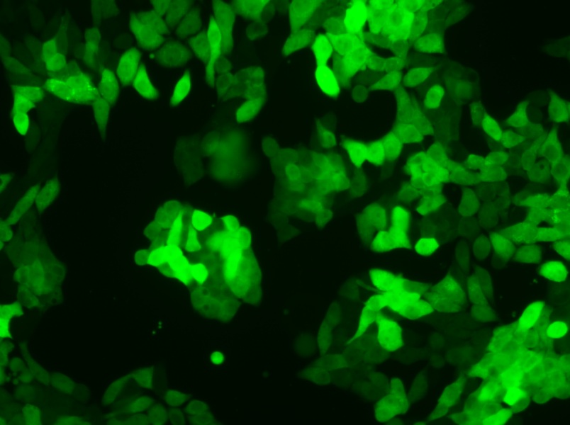 SW620-GFP (DMEM) Cell Complete Medium - 4