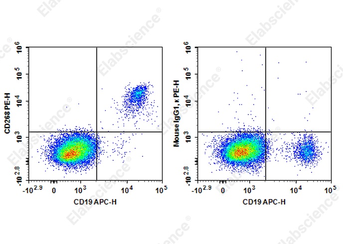 PE Anti-Human CD268 Antibody[6G10] - 1