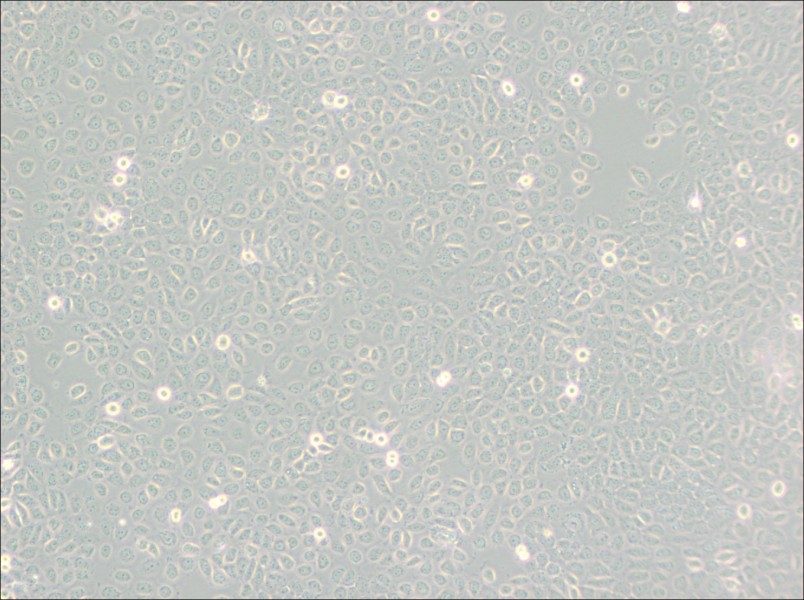 5637 Cell Complete Medium - 2