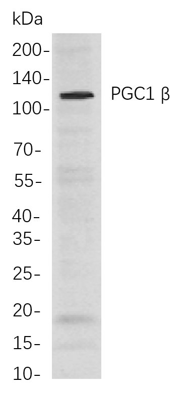 Recombinant PGC1 β Monoclonal Antibody-searchlist-1