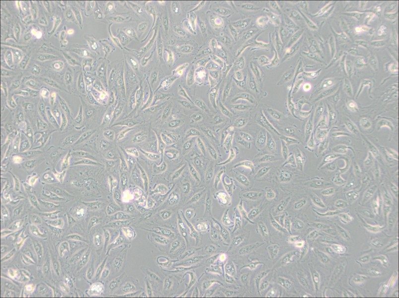 Caki-1 Cell Complete Medium-searchlist-1