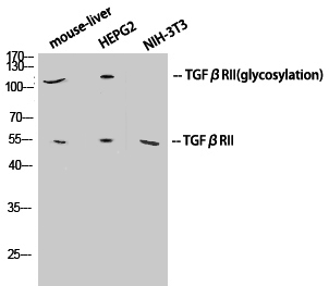 Western Blot analysis of various cells using TGF β Receptor II Polyclonal Antibody at dilution of 1:1000.