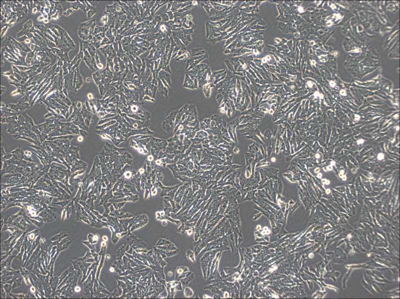 Y1 [Y-1] Cell Complete MediumY1 [Y-1] Cell Complete Medium - 3