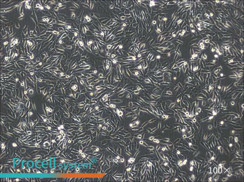 NUGC-3 Cell Complete MediumNUGC-3 Cell Complete Medium - 3