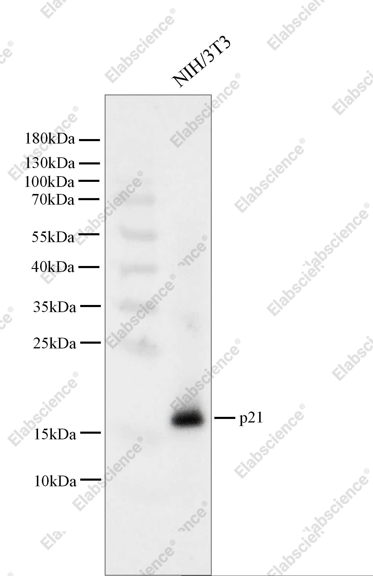 Recombinant p21 Monoclonal Antibody - 1