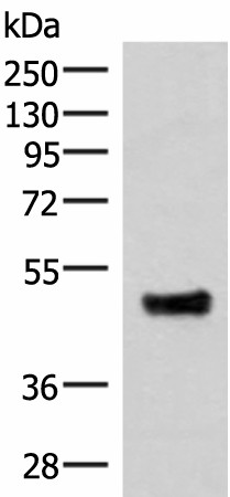 Western blot analysis of Mouse lung tissue lysate  using IRX5 Polyclonal Antibody at dilution of 1:300