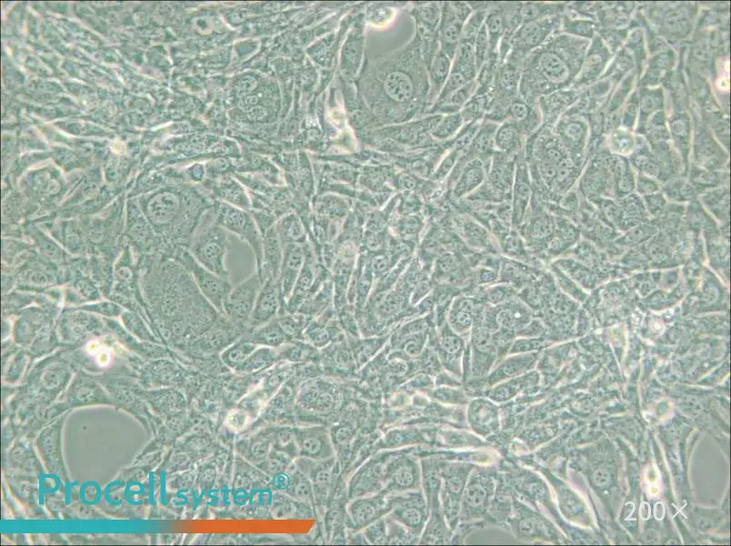 15P-1 Cell Complete Medium - 4