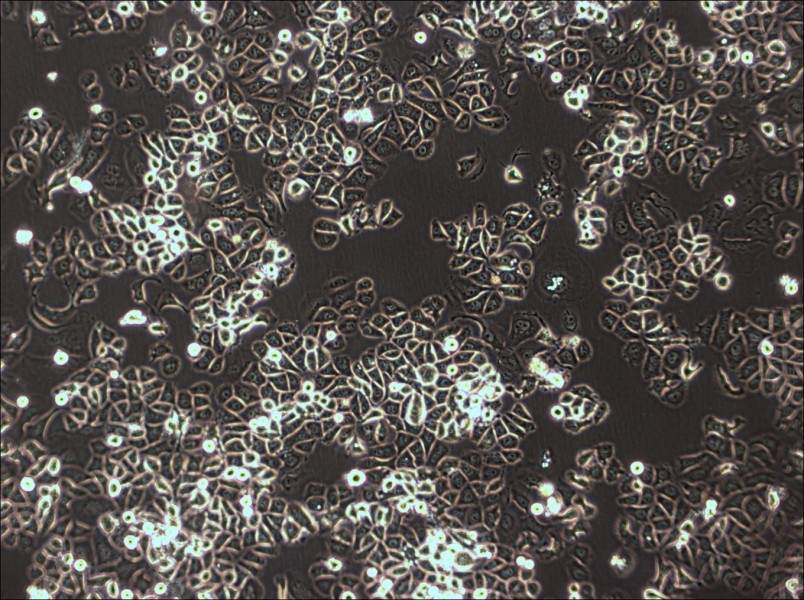 AU565 Cell Complete MediumAU565 Cell Complete Medium - 3