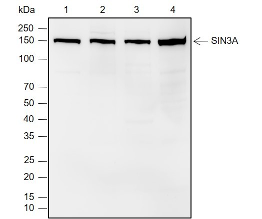 Recombinant SIN3A Monoclonal Antibody-searchlist-1