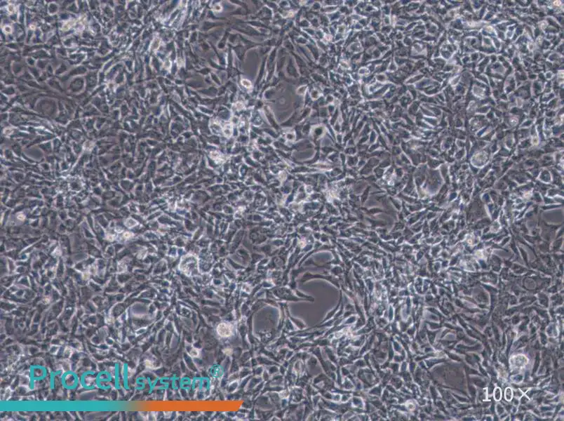 STO Cell Complete Medium - 3