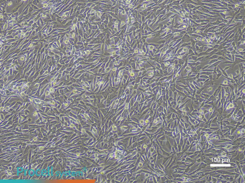 Rabbit Skeletal Muscle Cell Complete Medium - 3
