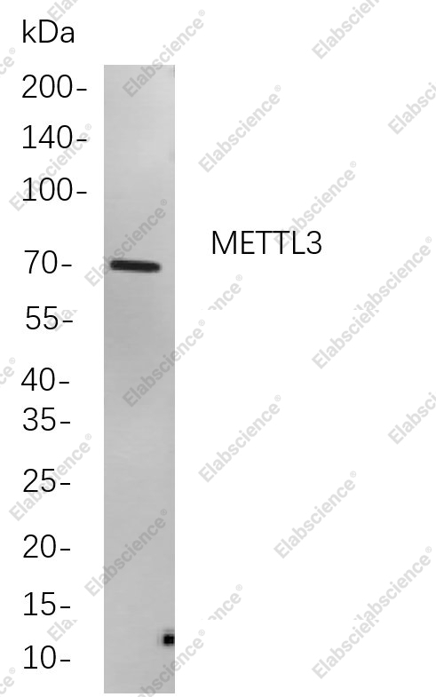 Recombinant METTL3 Monoclonal Antibody - 1