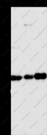 GSR Polyclonal Antibody - 1