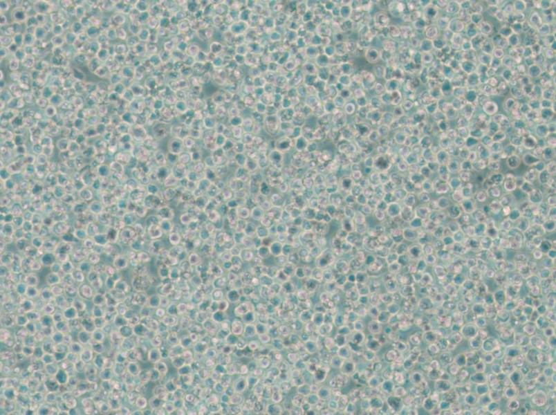 C1498 Cell Complete Medium - 5